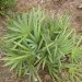 Saw Palmetto
